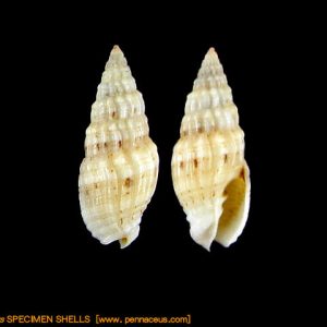 Vexillum