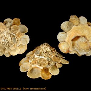 Xenophora