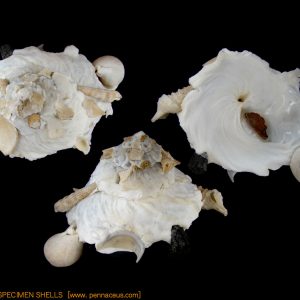 Xenophora