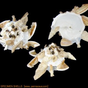 Xenophora