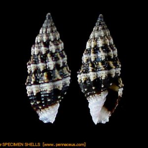 Vexillum