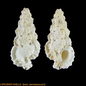 Aspella