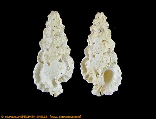 Aspella