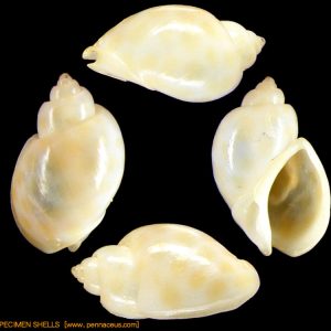 Zemiropsis