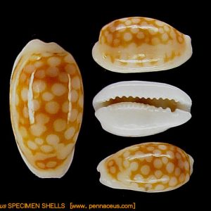 Cypraea