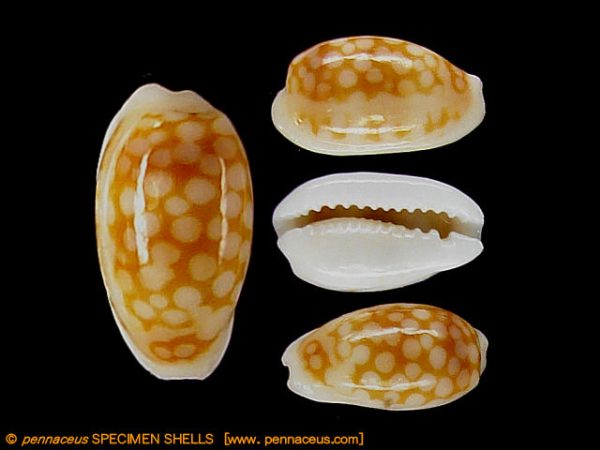 Cypraea