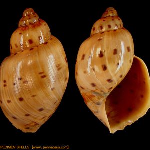 Ampulla