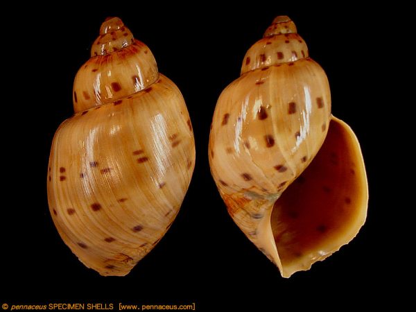 Ampulla